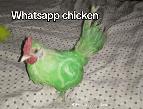 A chicken dyed bright green with a WhatsApp logo shape on its side, captioned Whatsapp chicken